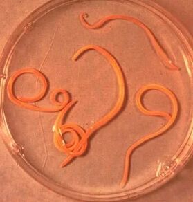 Ascaride male parasites