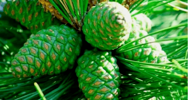 Green pine cone