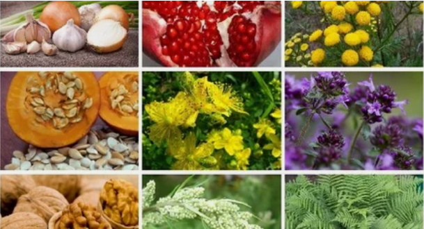 Parasitic treatment in the human body with folk remedies