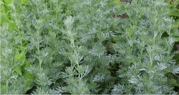 Wormwood from parasites