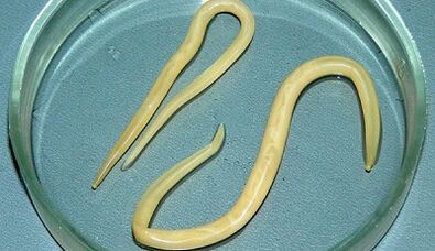 How to take a test for ascariasis correctly